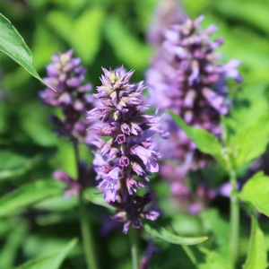 BLUE BOA HYSSOP
