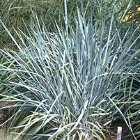 BLUE DUNE LYME GRASS