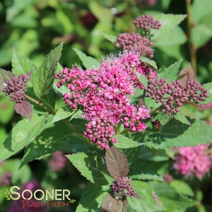 DOUBLE PLAY® ARTISTAN® SPIRAEA