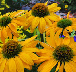 LEILANI CONEFLOWER