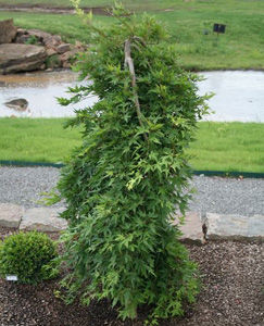 RYUSEN WEEPING JAPANESE MAPLE