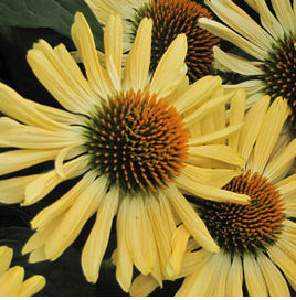 ALOHA CONEFLOWER