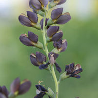 DECADENCE® DUTCH CHOCOLATE FALSE INDIGO