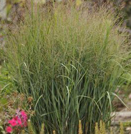 DUST DEVIL SWITCH GRASS
