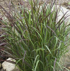 PRAIRIE WINDS® CHEYENNE SKY SWITCH GRASS