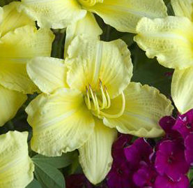 RAINBOW RHYTHM® GOING BANANAS DAYLILY