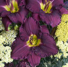RAINBOW RHYTHM® NOSFERATU DAYLILY