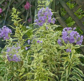 SHOCKWAVE GARDEN PHLOX