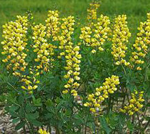 DECADENCE® LEMON MERINGUE FALSE INDIGO