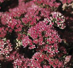 GARNET BROCADE SEDUM