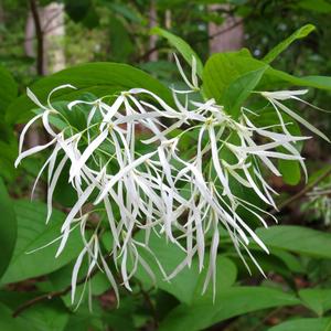 AMERICAN FRINGETREE