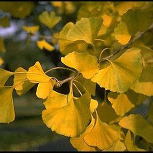 GOLDEN GLOBE GINKGO