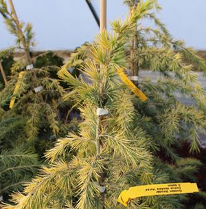 GOLDEN DEODAR CEDAR