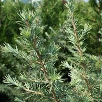 DIVINELY BLUE DEODAR CEDAR