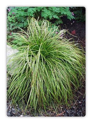 GOLD FOUNTAIN SEDGE
