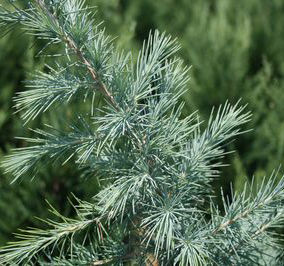 ELECTRA BLUE DEODAR CEDAR
