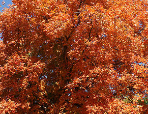 CADDO SUGAR MAPLE