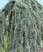 WEEPING BLUE ATLAS CEDAR