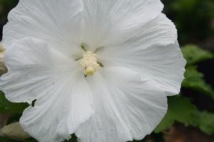 WHITE ANGEL™ ALTHEA