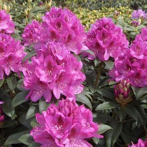 ANAH KRUSCHKE RHODODENDRON