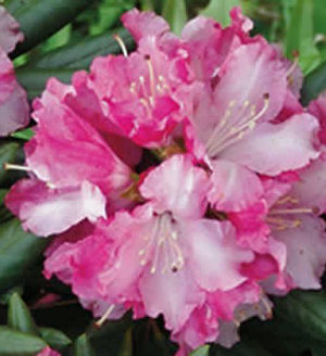 SOUTHGATE BRANDI RHODODENDRON
