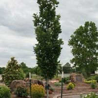 KINDRED SPIRIT® OAK