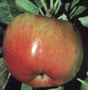 EMPIRE APPLE