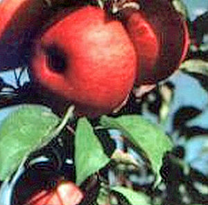 HARALSON APPLE