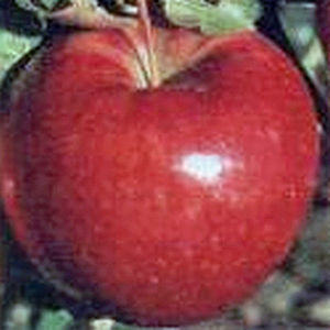 SWEET SIXTEEN APPLE