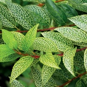 KUMSON FORSYTHIA