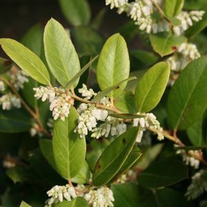 JENKINS LEUCOTHOE