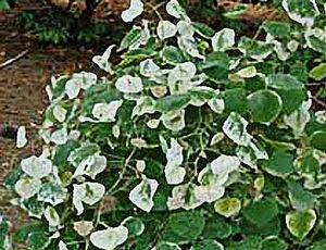 WHITEWATER VARIEGATED WEEPING REDBUD