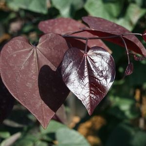 MERLOT REDBUD