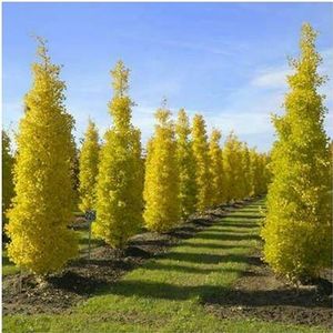 GOLDSPIRE™ GINKGO