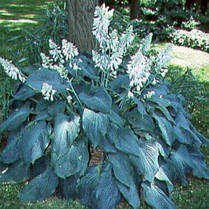 BLUE ANGEL HOSTA