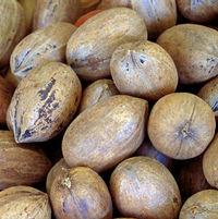 PEREQUE PECAN