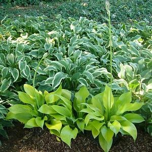 SO SWEET HOSTA