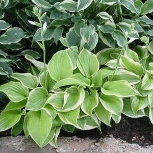 FRAGRANT BOUQUET HOSTA