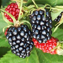 APACHE THORNLESS BLACKBERRY