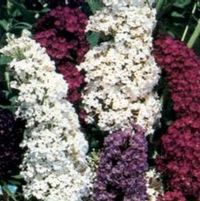FOURTH OF JULY BUTTERFLY BUSH