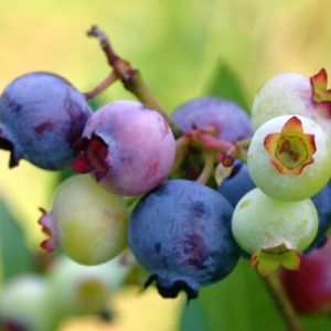 NORTHCOUNTRY BLUEBERRY