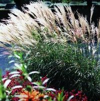 ADAGIO DWARF MAIDEN GRASS