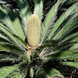 SAGO PALM