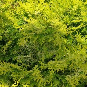 GOLDEN HINOKI FALSE CYPRESS