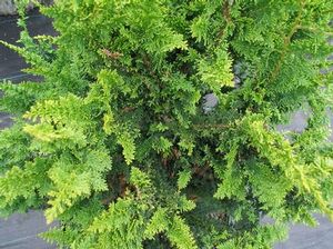 FERNSPRAY FALSE CYPRESS