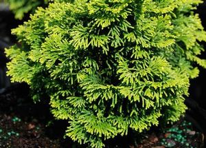 SUNSPRAY HINOKI FALSE CYPRESS
