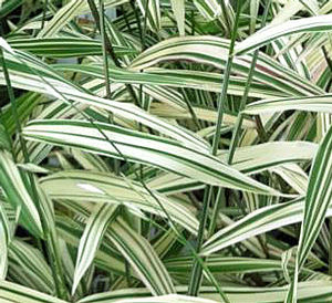 RIVER MIST SEA OATS