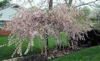 LOUISA WEEPING CRABAPPLE