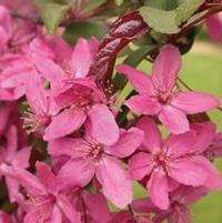 VELVET PILLAR CRABAPPLE
