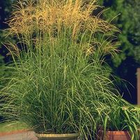 ARABESQUE MAIDEN GRASS